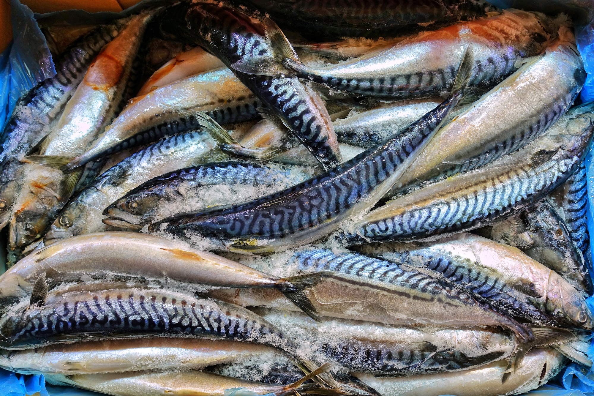 Fish Food in a Fish Market Stand