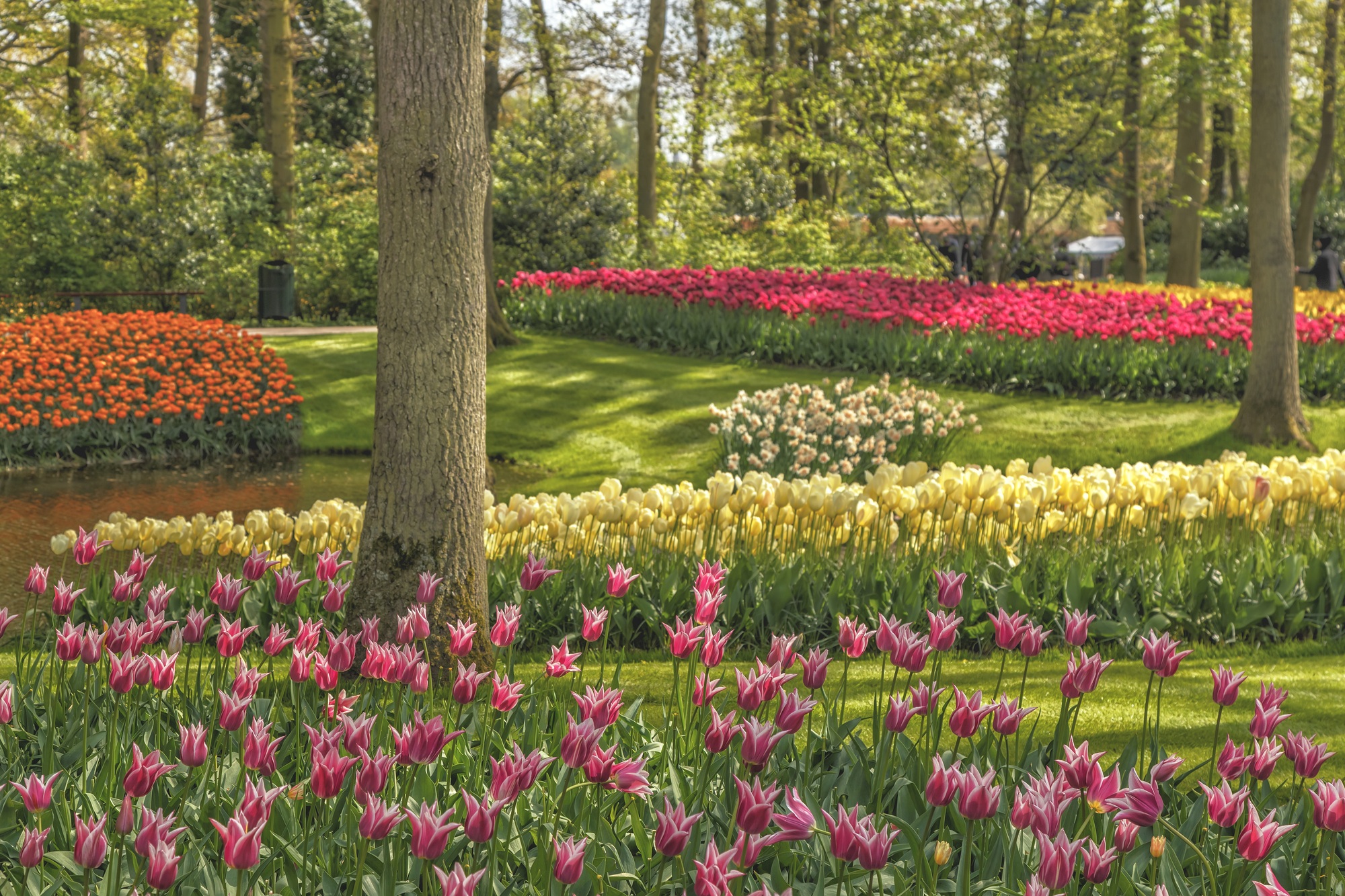 Blooming flowers in Keukenhof park