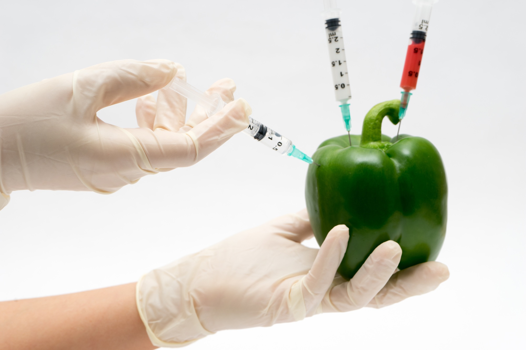 GMO experiment scientist injecting liquid into pepper on white b