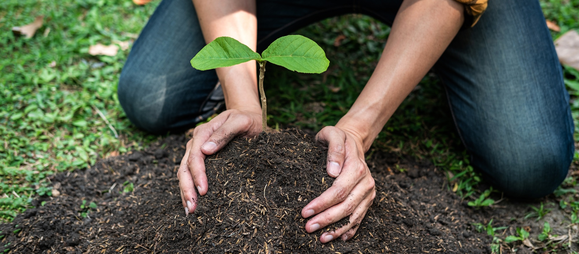Man carrying a seedling in two hands and planting into the soil in the garden while reforestation