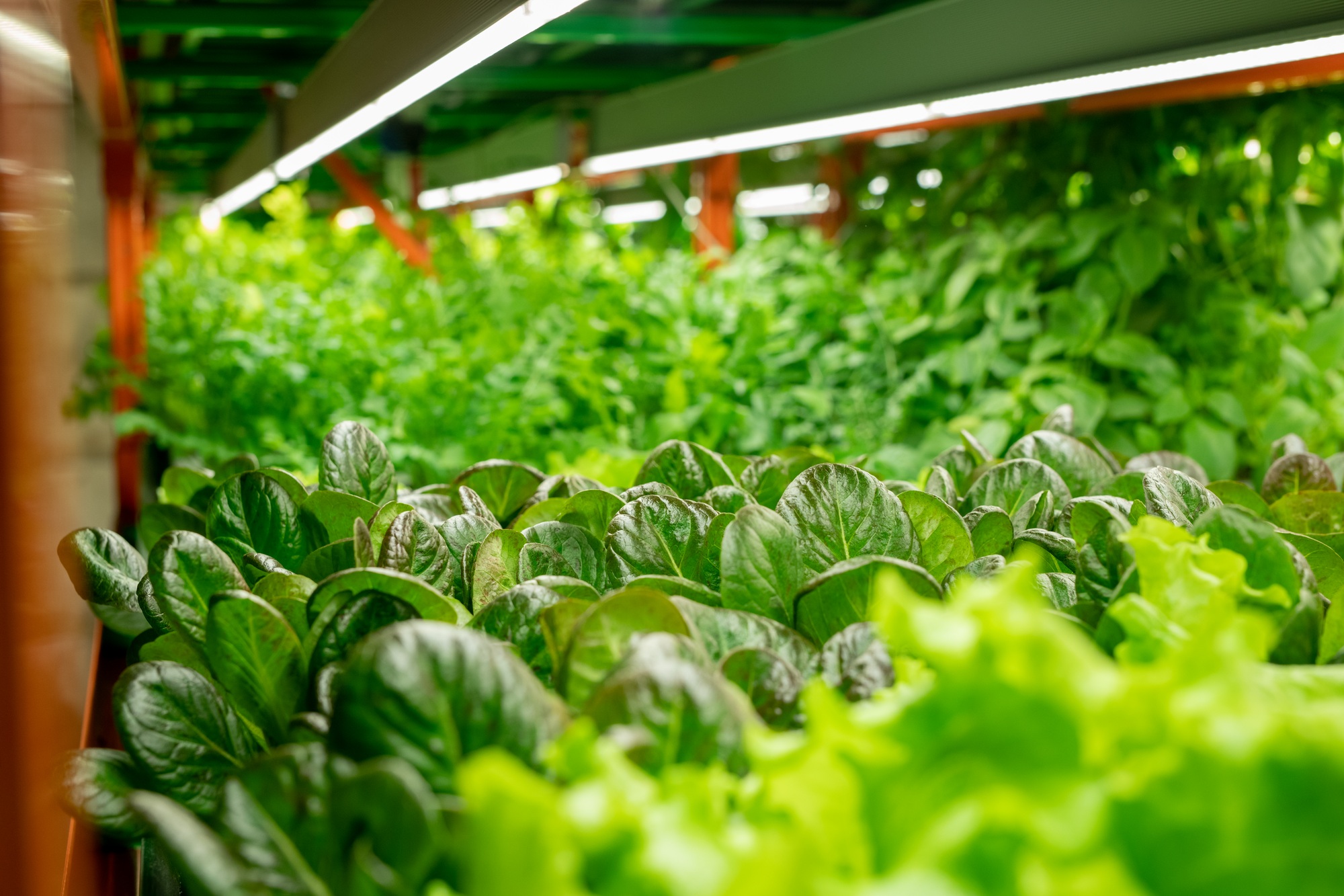 Vertical farming system with LED lamps