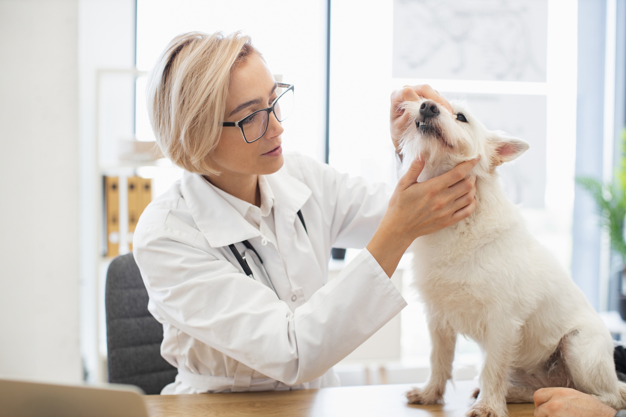 Veterinarian providing a thorough checkup for a small dog in a clinic