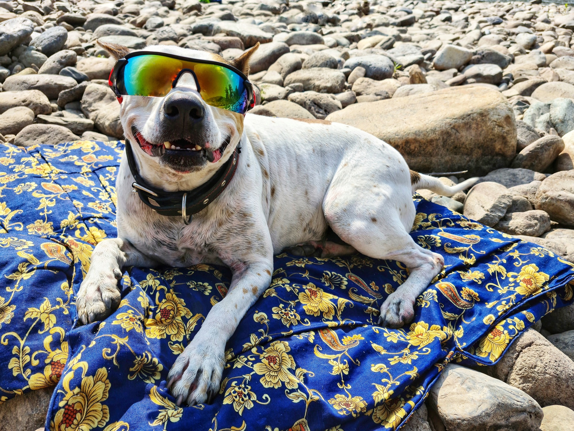 Pitbull dog with glasses lies on stones on a blanket