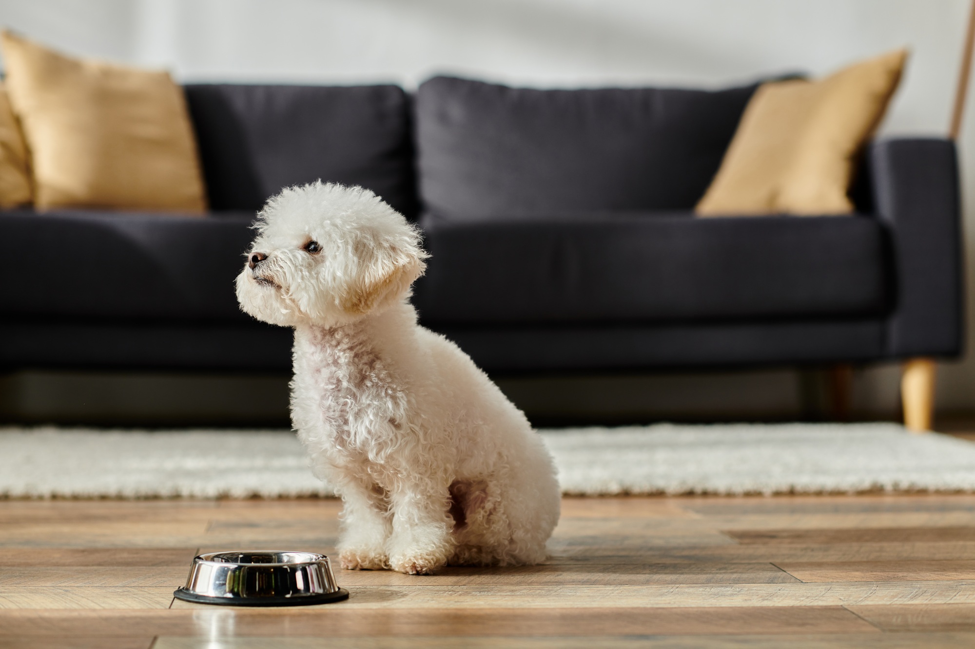 Small White Dog Quenching Thirst