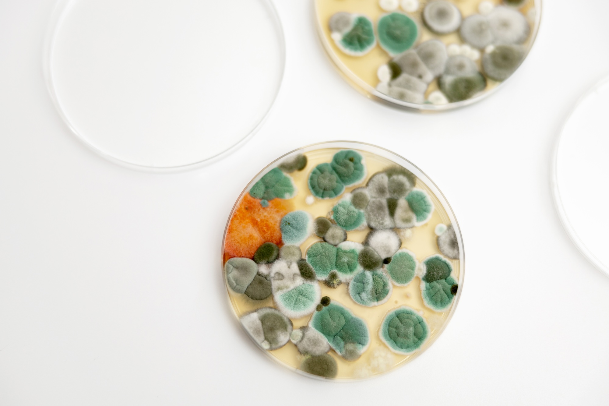 Mould samples on white background. A petri dish with colonies of microorganisms