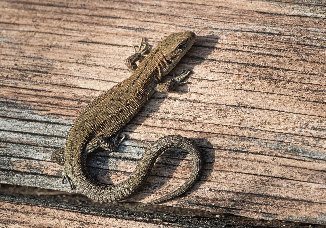 boloria-lizard-8138590_1280